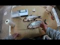 How To Freeze Shad For Bait