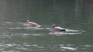 オカヨシガモペア＆ホシハジロ　Gadwall＆Common pochard　24/2