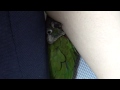 ウロコインコ：チビ 【はさまりウロコ】 conure chibi to sleep and caught