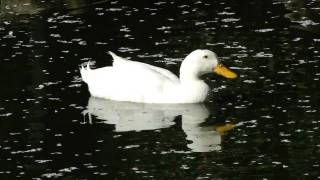 アヒル　羽村市動物公園（東京都羽村市）