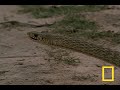 Cobra vs. Mongoose  National Geographic