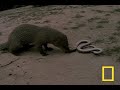 Cobra vs. Mongoose  National Geographic