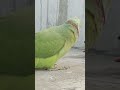 indian ringneck talking parrot ringneckparrot shorts