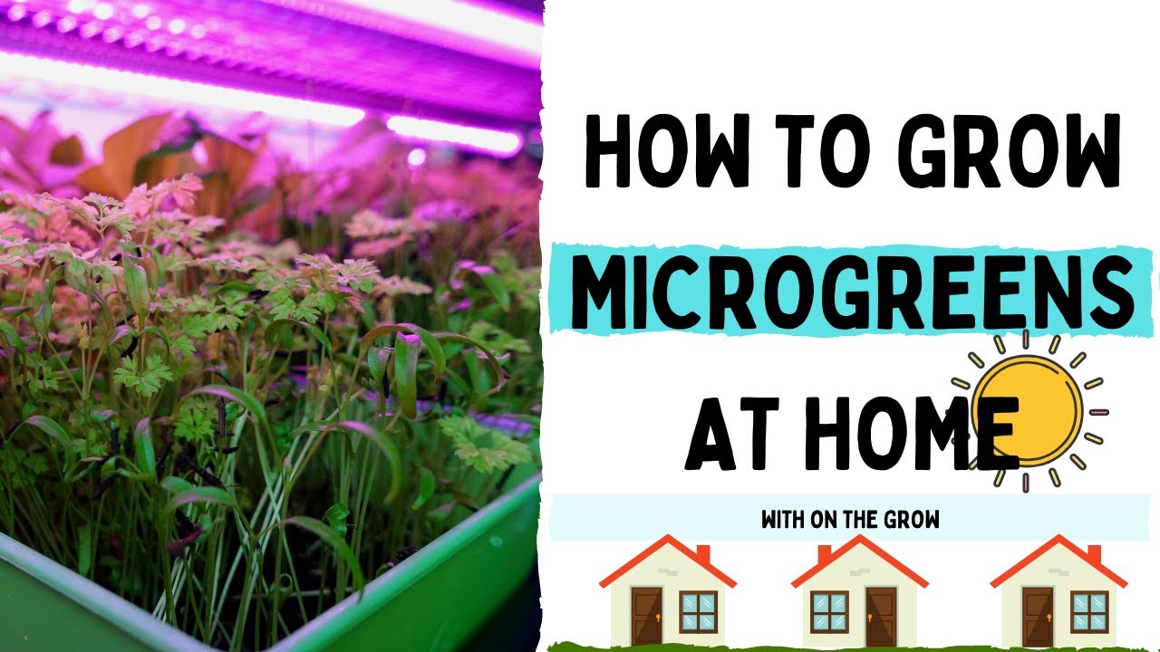 How To Grow Microgreens - Super Easy Grows At Home! - YouTube