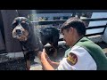 Rottweiler and long coat German shepherd enjoying cold 🥶winter bath 🚿⛄️