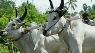 vadisaleru bull 🐂 cart race 29-12-2024 #bulls raceing