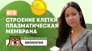 Строение клетки. Плазматическая мембрана | Биология ЕГЭ 2020 | УМСКУЛ