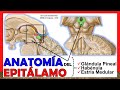 🥇 Anatomía del EPITÁLAMO. (Glándula Pineal, Habénula) ¡Explicación Sencilla!