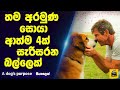 A Dog's Purpose movie review in sinhala | Sinhala movie full review