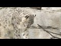 snow leopard at the san diego zoo suspected positive for covid 19