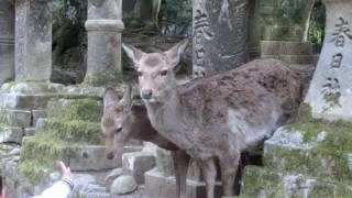 おじぎする鹿（奈良県　春日大社）