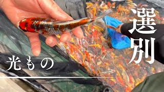 極寒の中に錦鯉の仕分けをしていく#koi #koifish