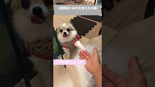 覚えたてのお手が雑すぎる12歳チワワ　#chihuahua #dog #チワワ