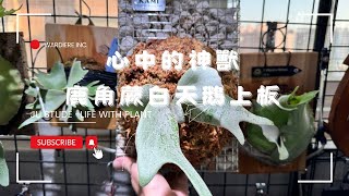 入手心中的神獸鹿角蕨？手看起來又白葉又大上板分享