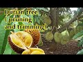 Durian Trees in Pruning and Trimming