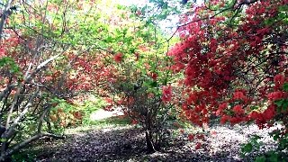 二本木峠～愛宕山～皇鈴山 往復　2015-5-1