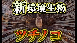 【MHW】新環境生物 !! ツチノコ 入手方法 - 入手場所 地脈の黄金郷 モンスターハンター ワールド