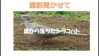 巣から落ちたシラコバト