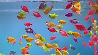 How to feed pet fish - Beautiful fish tank