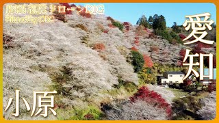 紅葉の時期に桜も･･･小原の四季桜【JNN紅葉ドローンDIG】