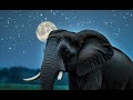 sweet elephant lullaby peaceful sleep music for children