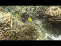 「スミツキトノサマダイ」「bluespot butterflyfish」【4k 水中 underwater gopro9】【宮古島　海　サンゴ　魚　チョウチョウウオ　シュノーケリング　水族館　観光】