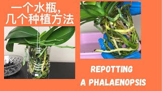 05/12/2021一个水瓶，几种种植方法 总有一个适合你 Repotting a Phalaenopsis