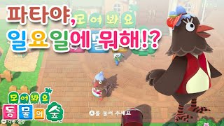 모동숲 파타야, 일요일에 뭐해 Animal Crossing Plucky