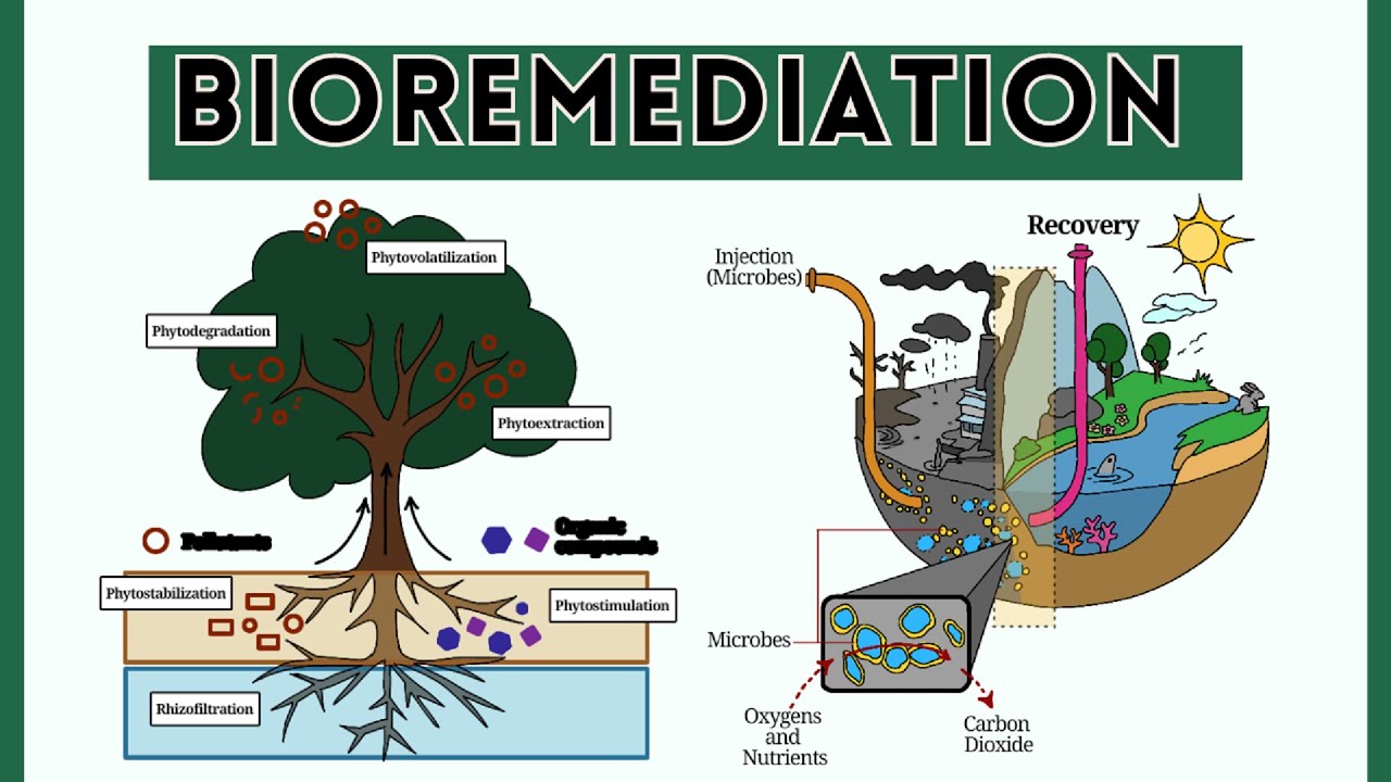 Environmental Microbiology: Bioremediation: Objective, Principle, Types ...