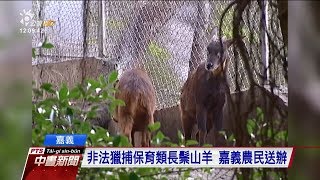 非法獵捕保育類長鬃山羊　嘉義農民送辦 20171217 公視中晝新聞