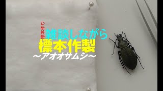 お喋りしながら標本作り：アオオサムシ