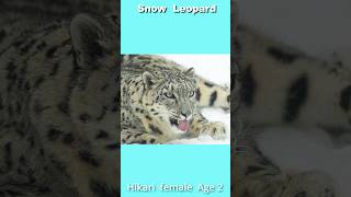 ジャンプはいつも突然！ユキヒョウ「ヒカリ」Snow Leopard Jump #Shorts #snowleopard