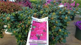 Azalea poukhanense 'Compacta' \u0026 'Hino Crimson'//Very hardy, COLORFUL🌸 azaleas for spring flowering!