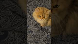 ذات گربه😂😺 #shorts #shortvideo #شورت #persian #میمز  #میم#cat #funny