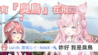 【Hololive】郊狼口誤叫61『臭鳥』 結果本人正在看直播w【博衣こより】【鷹嶺ルイ】