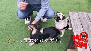 【パグ】元気いっぱいのダックス君とはしゃぐパグ犬の姿をぜひ見てほしい！【Pug】