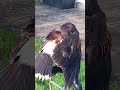 harris hawk preening feathers