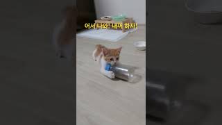 단맛을 알아버린 아기고양이의 노력 #shorts #고양이 #고양이일상 #아기홍두 #간식 #과자 #아기