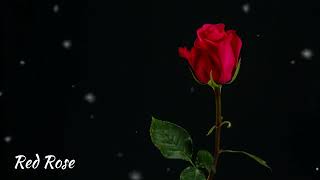 Sad Love Emotional Piano Instrumental New Music 2023 “ Red Rose”