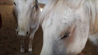 Horsemanship 101 424 How to Pet a Horse (better audio)