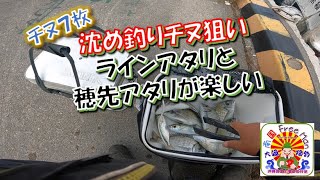 【沖縄釣り】チヌ７枚　沈め釣りチヌ狙いはラインアタリと穂先アタリが楽しい‼