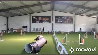 Miniature Poodle Agility training April 2020