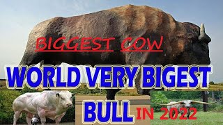 TOP 5 BIGGEST COW IN WORLD