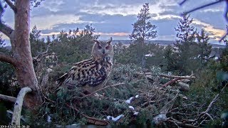 Eagle Owl (white-tailed sea eagle nest)