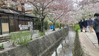 【京都散策】桜が続く白川疎水通〜哲学の道・若王子橋まで！