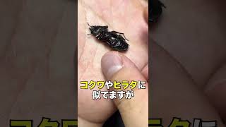 メスの種類判別方法 クワガタ8種類　#クワガタ