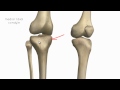 knee joint part 1 3d anatomy tutorial