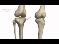 Knee Joint - Part 1 - 3D Anatomy Tutorial