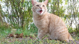 抜き足、差し足、忍び足で小鳥を狩ろうとする茶トラ猫