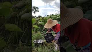 每天都能在农村的田野里抓到很多泥鳅 Many loaches can be caught in the fields of the countryside every day #fishing